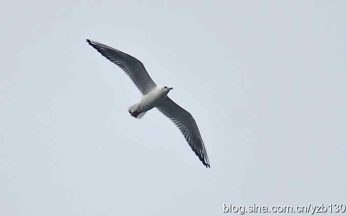 七里海周边鈥湻街酃扳澊蚰