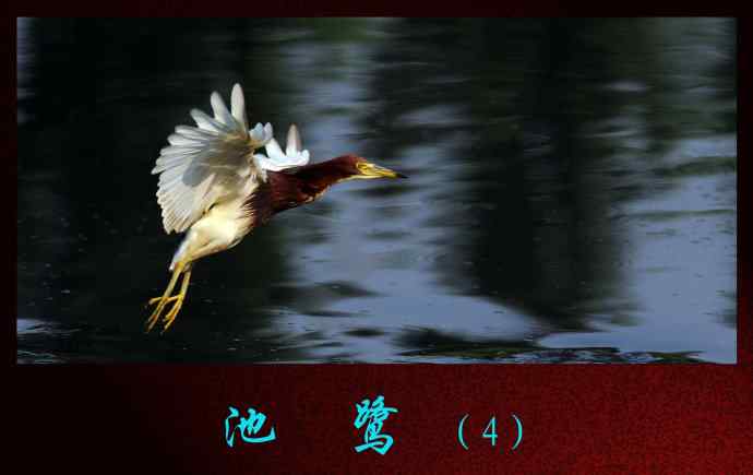 池鹭(4) 池鹭(4)