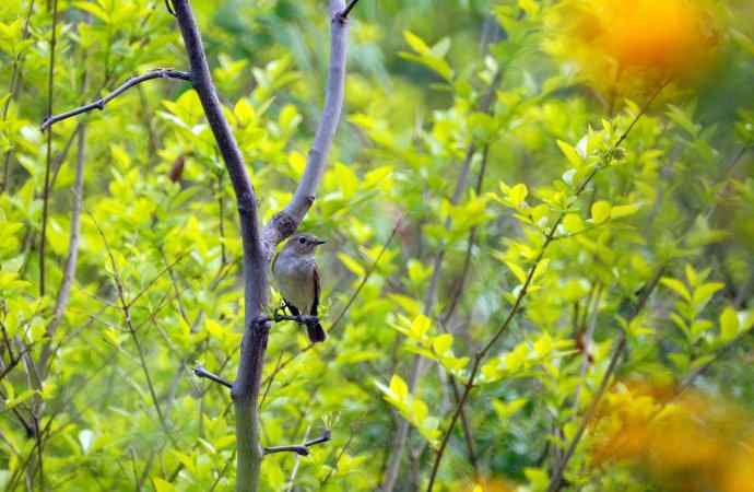 五一拍了几只鸟