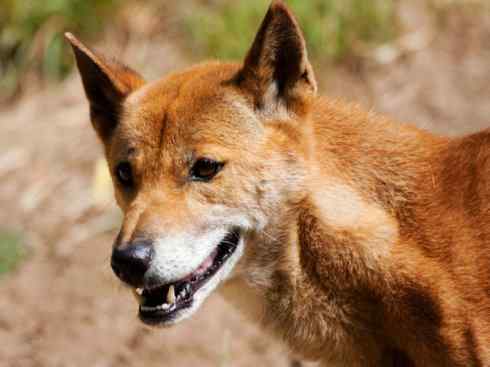 犬科：犬亚科犬属之澳洲野犬、歌唱犬、家犬