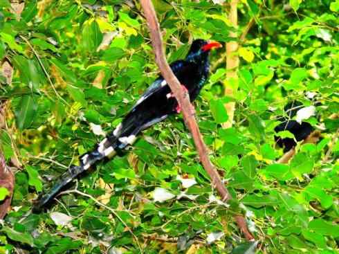 绝色攀禽:戴胜与林戴胜 绝色攀禽:戴胜与林戴胜