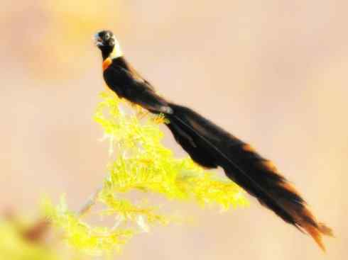 凤凰：传说中的鸟原型探秘（大眼斑雉）