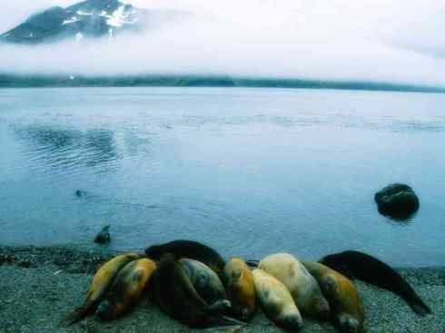 自然奇观：动物大迁徙(沙丁鱼)