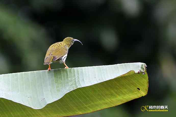 记录鈥溛票巢吨肽疋 记录鈥溛票巢吨肽疋