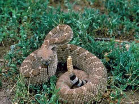 龙：传说的兽原型探秘（响尾蛇类）