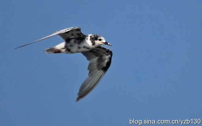 打到一只杓鹬，高兴ing鈥︹Γㄗ橥迹