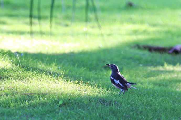 摄鸟拾趣（七） wbr鹊鸲qu wbr2009.04
