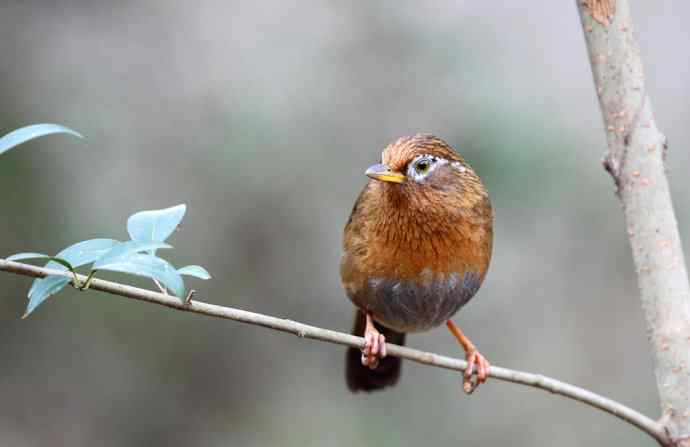 【画眉深浅入时无 wbr不如林间自在啼】（野生画眉鸟一组）