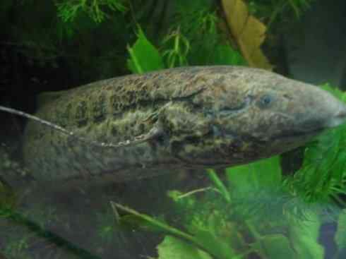 鱼类活化石：非洲肺鱼