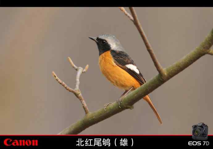 北红尾鸲和红胁蓝尾鸲   无锡冬天最常见的两种鸲