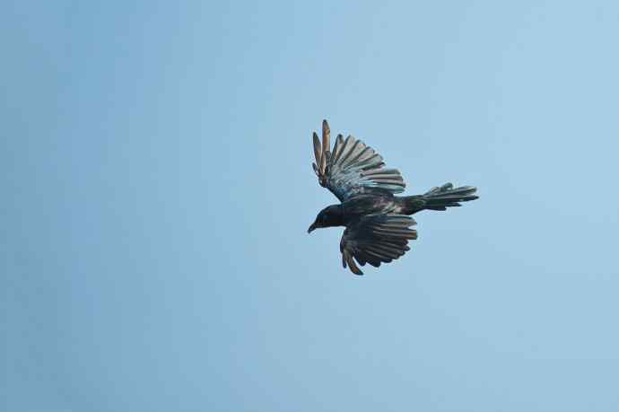 黑卷尾空中抓虫和戏马尾