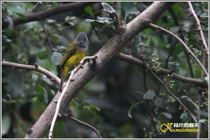 昨天拍的几只鸟【照片】