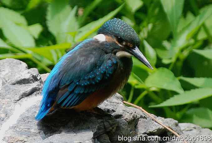 小小翠儿沐浴着父爱快乐成长--献给父亲节