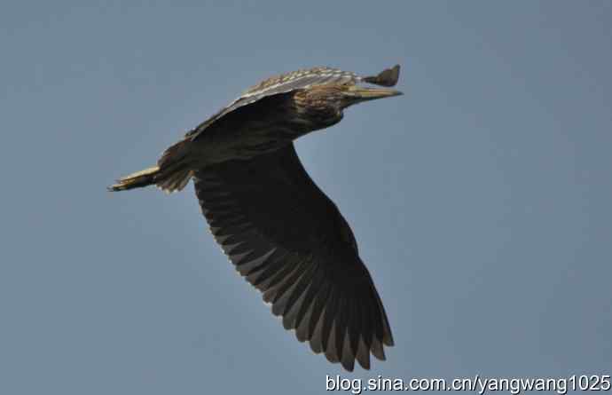 飞（夜鹭） wbr1