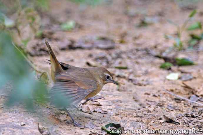 杂片（雌性红喉歌鸲与小鹀）