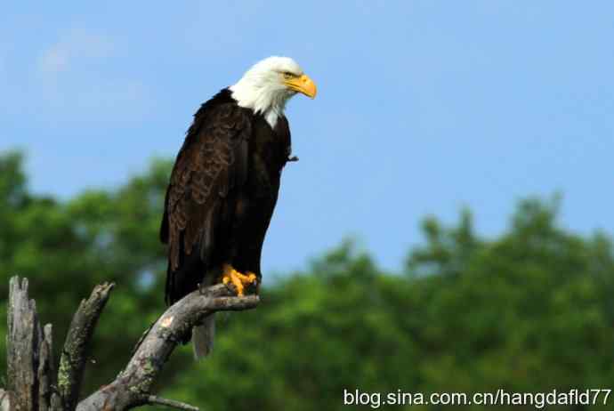 白头海雕（2）
