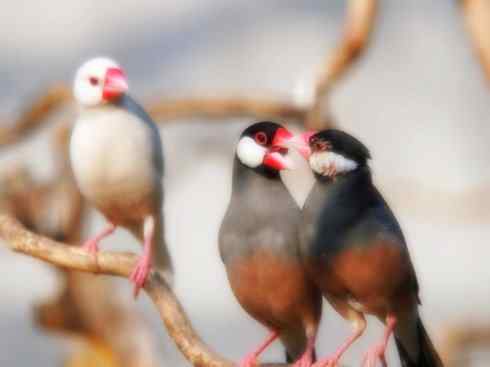 家禽驯化之源之十七