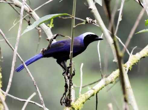 美丽无罪：雀鸟之绿鹊