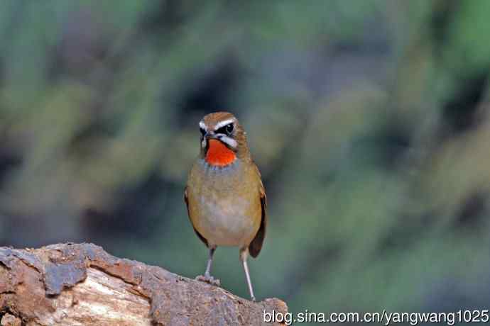 雄性红喉歌鸲（22）