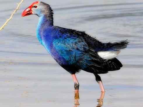 奇特的盔：紫水鸡