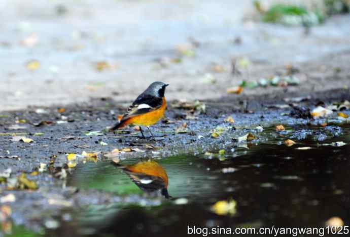 雄性北红尾鸲（1）