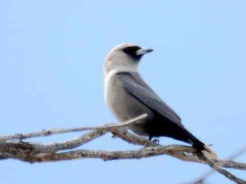 雀鸟也彪悍：空中精灵(燕鵙科)