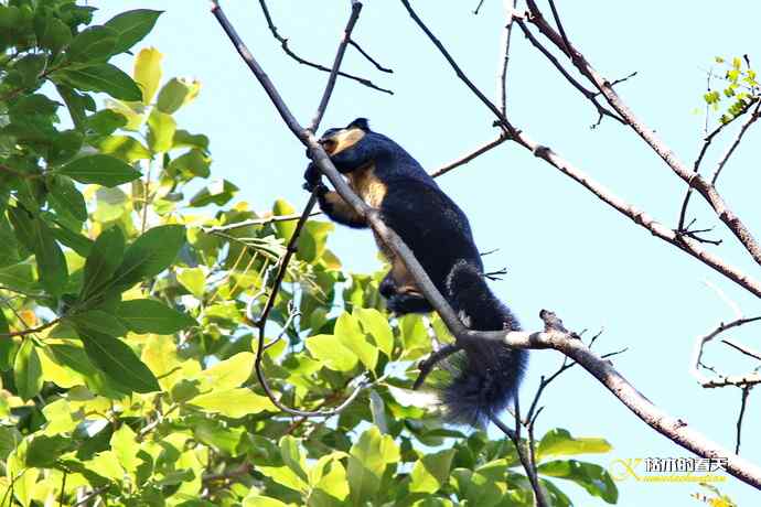 云南拍鸟的几张记录片 云南拍鸟的几张记录片