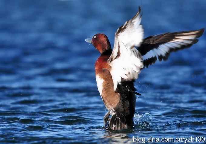 蓝之梦&bull;白眼潜鸭（组图，）