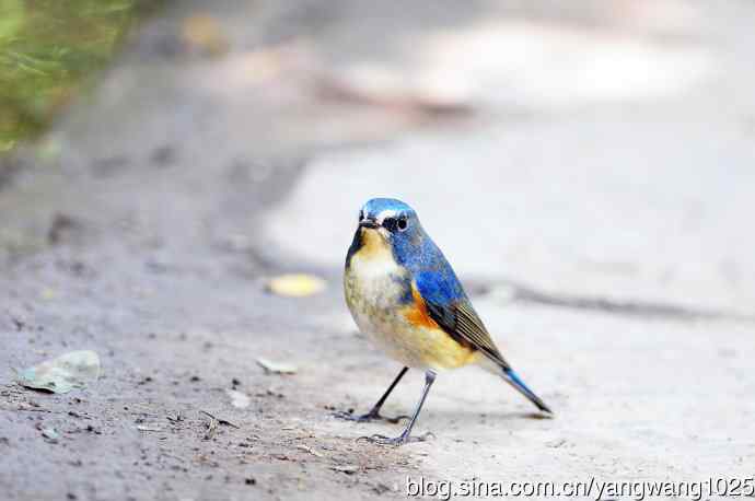 雄性红胁蓝尾鸲（17）