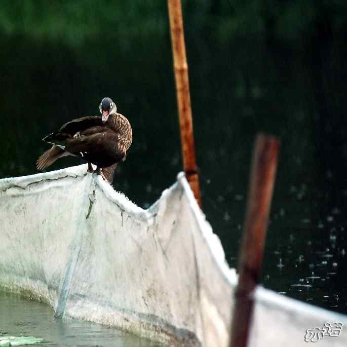 圆明园 wbr路 wbr鸭子也喜欢上架 圆明园 wbr路 wbr鸭子也喜欢上架