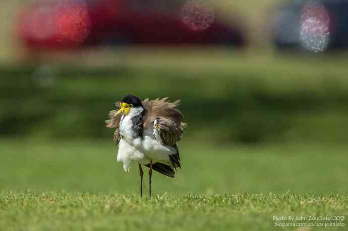 澳洲的白颈麦鸡