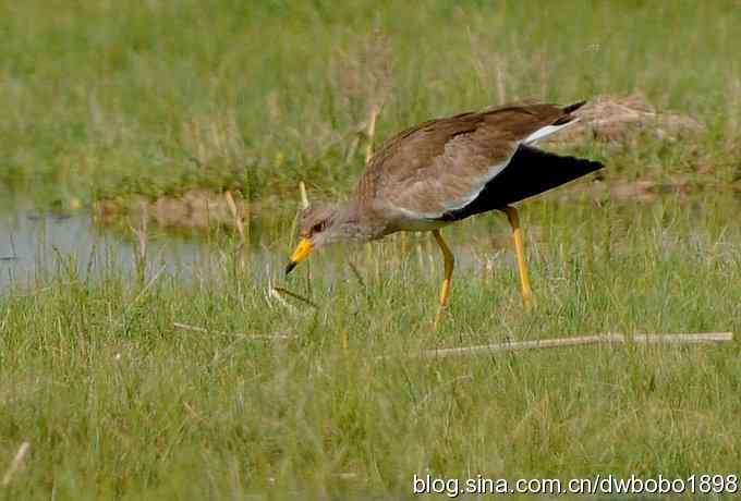 鸬鹚红腿儿和麦鸡鈥斺斈诿晒勰裥校ㄋ模