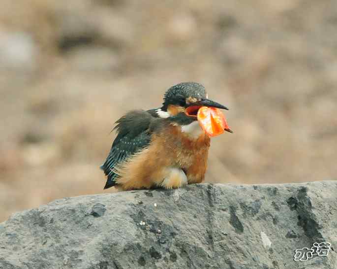圆明园&nbsp;wbr路&nbsp;wbr小翠吃红鱼