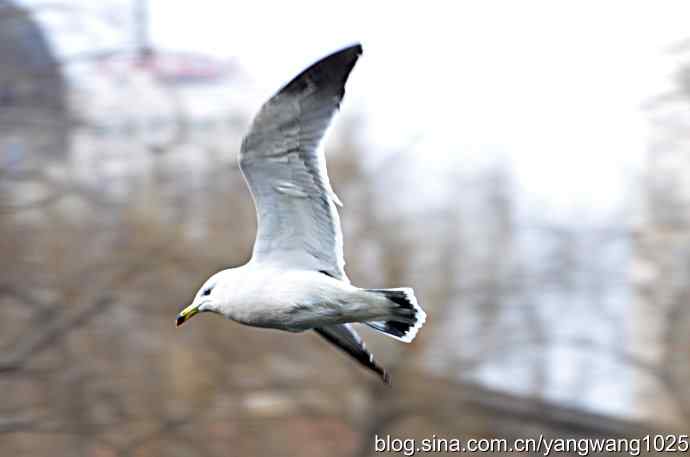 飞（海鸥）8
