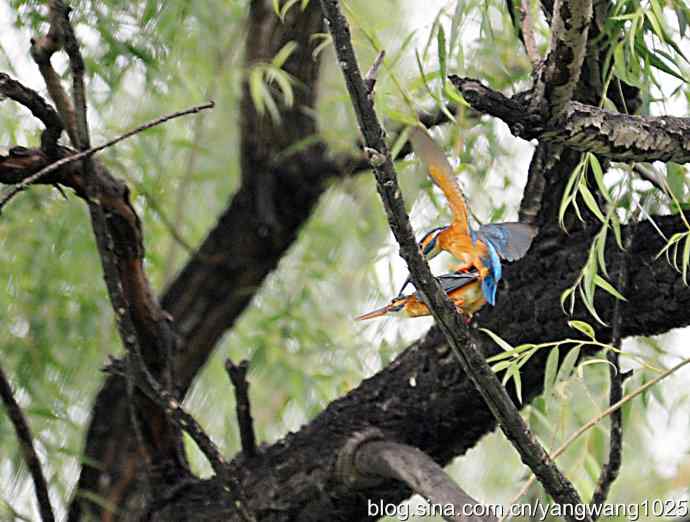 出双入对的小翠鸟（纪实版）