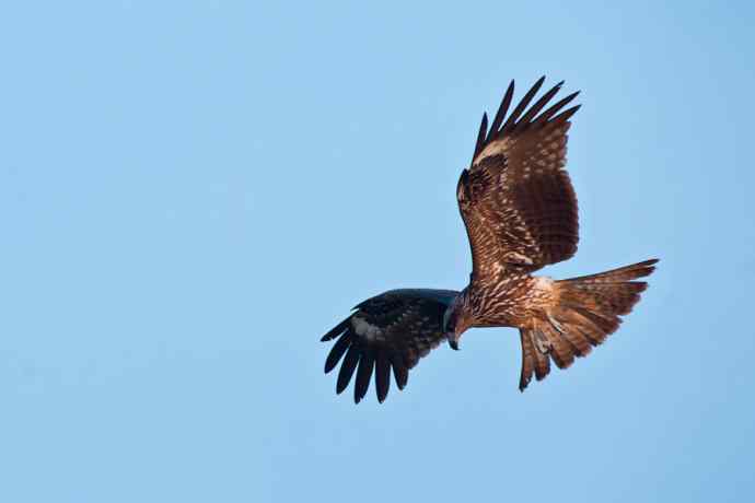 黑耳鸢（自然摄影）
