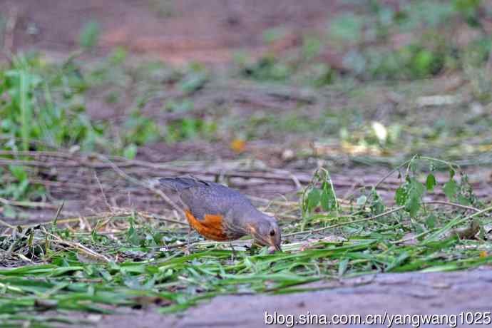 灰背鸫(2) 灰背鸫(2)