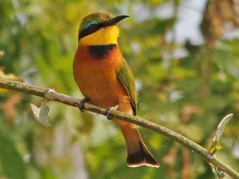 绝色攀禽：佛法僧目之蜂虎3