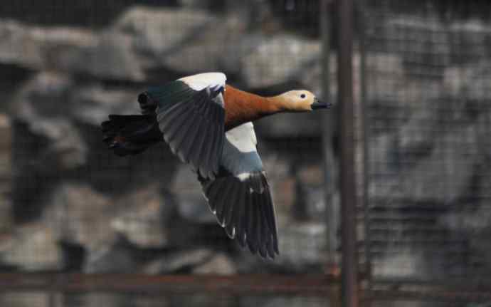 飞(赤麻鸭)1 飞(赤麻鸭)1