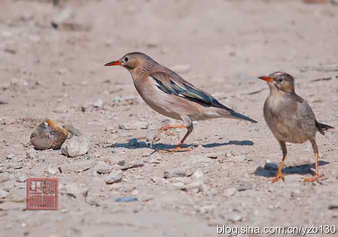 丝光椋鸟在吃什么？（组图，8张图片）