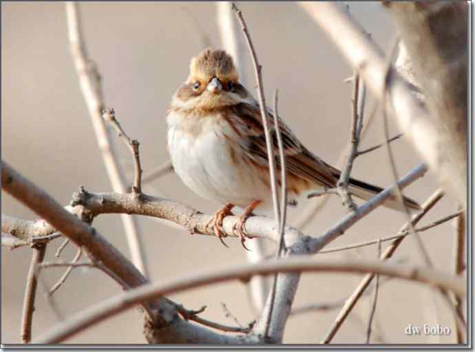 辞旧岁 wbr黄喉鹀添彩儿