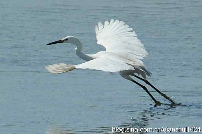 凌波仙子.白鹭海滨写真(北戴河)
