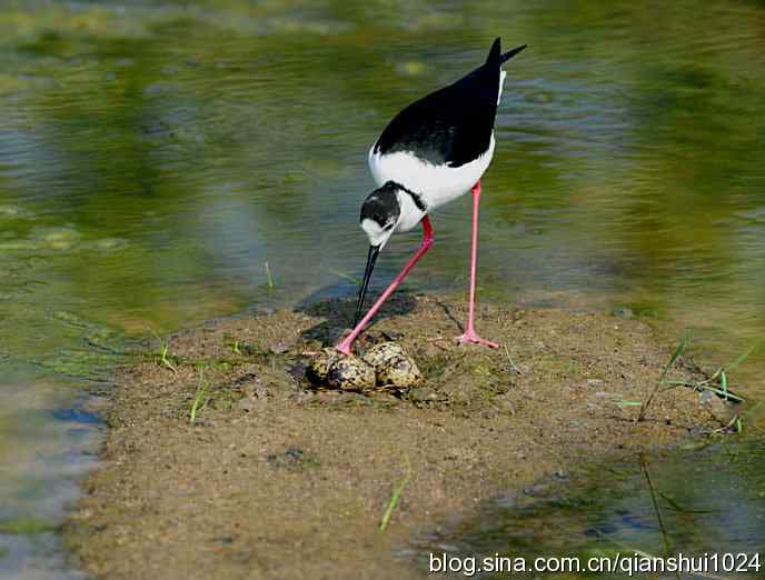 美丽优雅黑翅长脚鹬,就要当爸爸妈妈了
