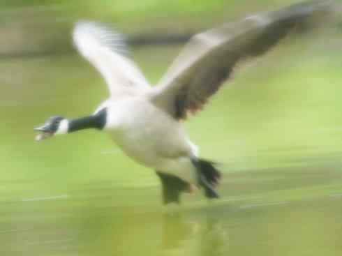 家禽驯化之源之十三（大雁、丹顶鹤）