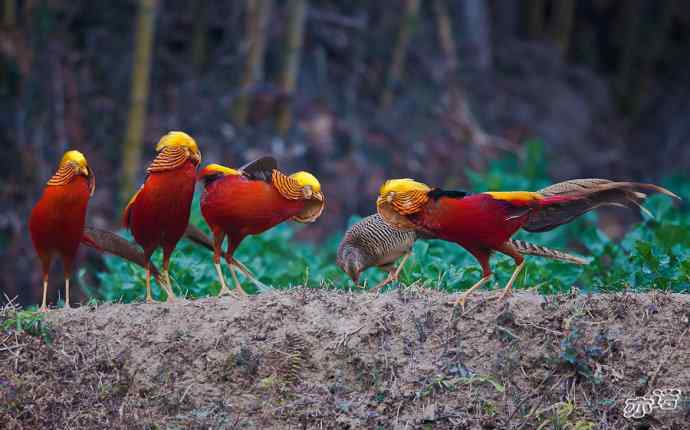 红腹锦鸡 wbr路 wbr有望当选为国鸟的鸟 红腹锦鸡 wbr路 wbr有望当选为国鸟的鸟