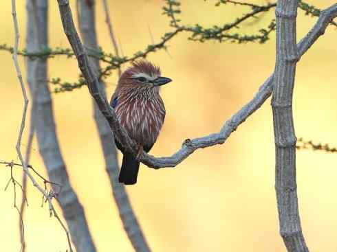 绝色攀禽：佛法僧目之佛法僧2