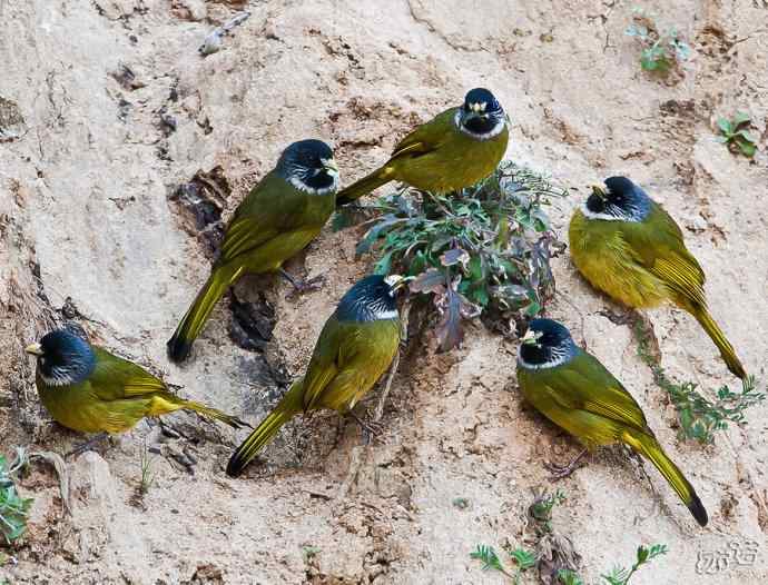 陕西洋县&nbsp;wbr路&nbsp;wbr领雀嘴鹎