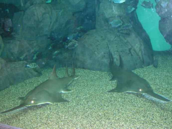 鱼类活化石:锯鳐 鱼类活化石:锯鳐