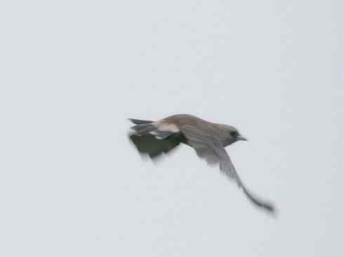 雀鸟也彪悍：空中精灵(燕鵙科)