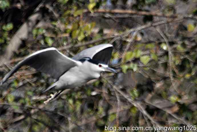 杂片(抓拍) 杂片(抓拍)